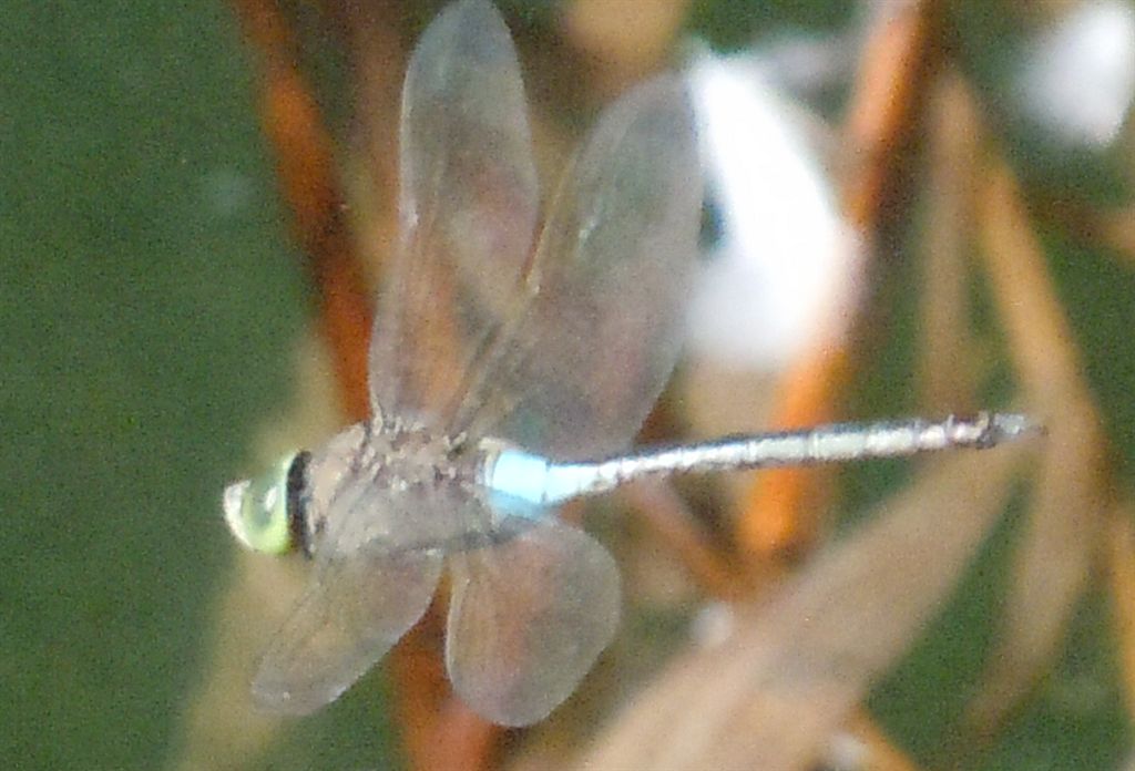 Anax parthenope